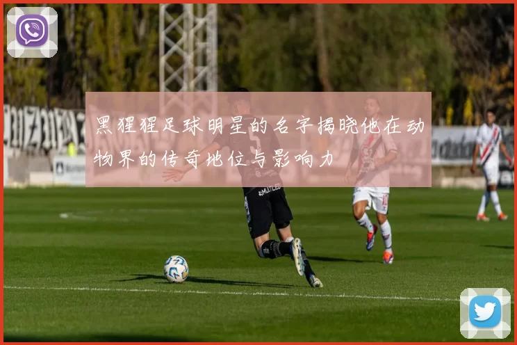 黑猩猩足球明星的名字揭晓他在动物界的传奇地位与影响力