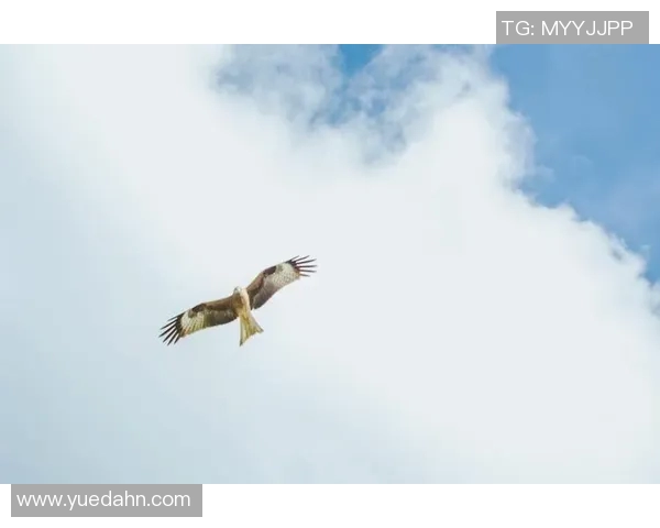 雄鹰展翅翱翔天空，领略自然界中的王者气度与生命力